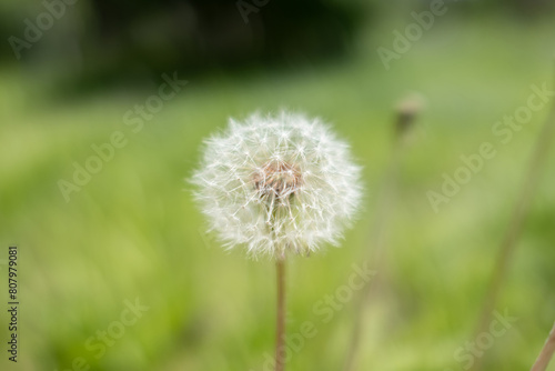 Close-up of a vibrant dandelion in full bloom