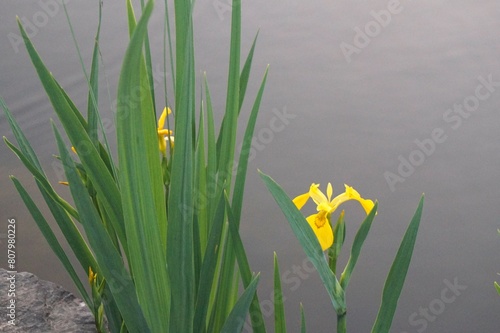 Flowering marsh iris pseudacorus at the pond. Wild yellow iris against the background of the plain gray water surface of the river photo