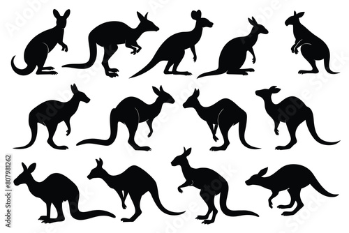 Set of Kangaroo black Silhouette Design with white Background and Vector Illustration