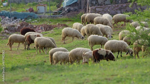 Sheep grazing freely in nature photo