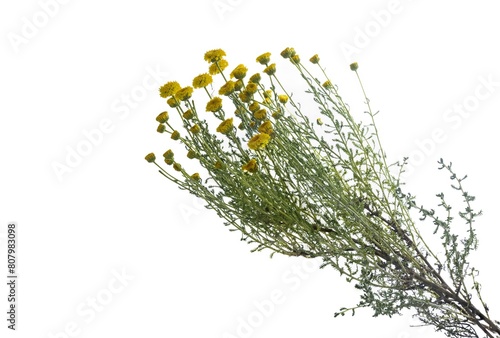 Santolina villosa plant with beautiful yellow flowers, isolated studio photo on white background, Woolly Cotton Lavender photo