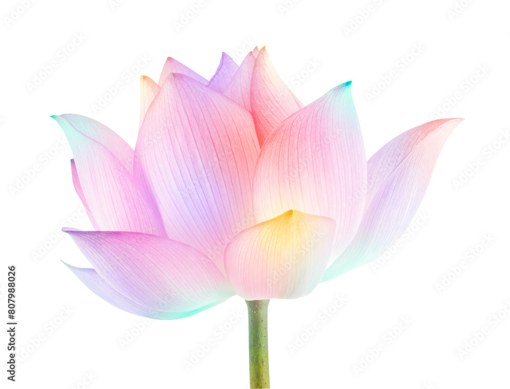 Fototapeta premium lotus isolated on white background.