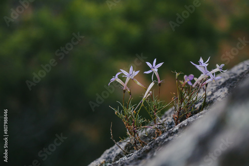 Isotoma axillaris, Australian Harebell growing on rock in country Victoria photo