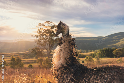 Single emu standing in rural landscape at sunset photo