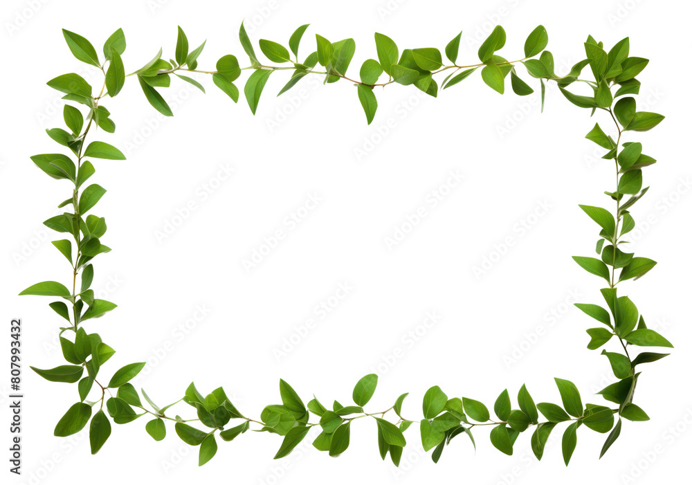 PNG Greenery border leaf plant white background. PNG Greenery border leaf plant white background.