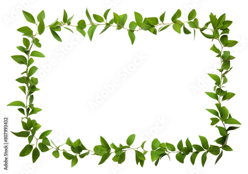 PNG Greenery border leaf plant white background.