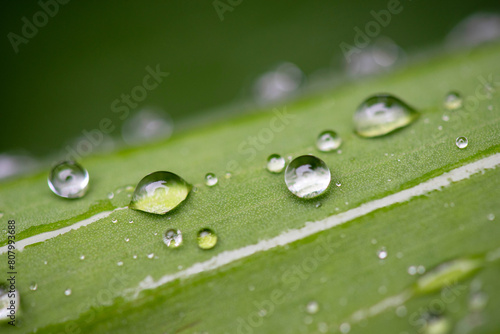 Raindrops on a green leaf - macro photo