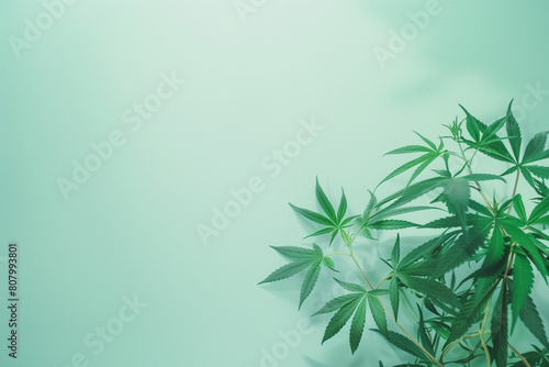 Marijuana on a blue background with copy space.