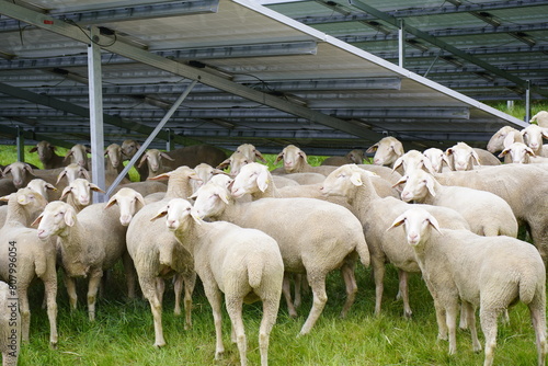 The sheeps (Ovis) serve as mowers in a system with solar panels. Gundelshausen – Bavaria, Germany.