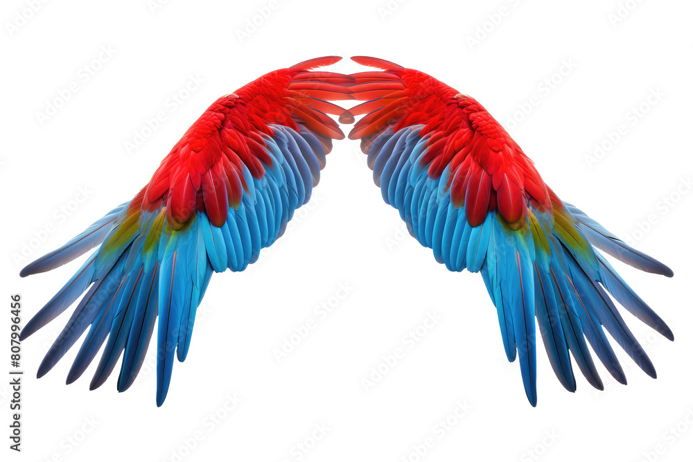 Obraz premium color feathers isolated on white
