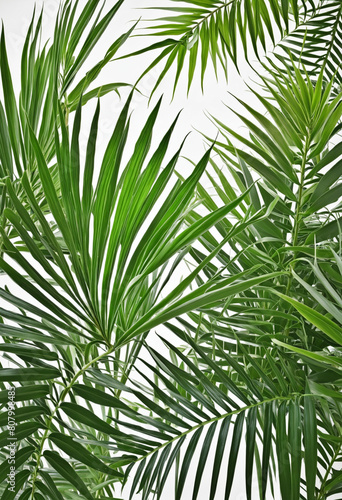 Tropical palm tree foliage in vibrant green  isolated on a white background with a natural pattern 