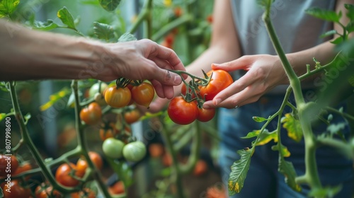 Young couple grew tomatoes in a greenhouse, touching the plants and harvesting the fruits together, Agriculture business concept, Farming in a greenhouse for health and sustainability. photo