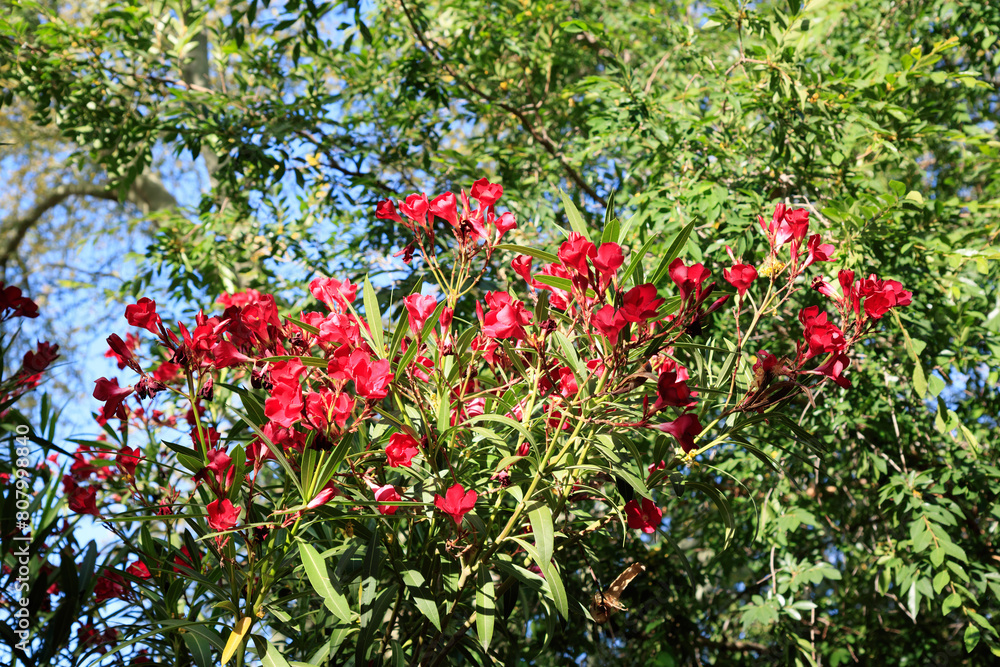 Nerium Hardy Oleander blooming with red flower clusters in Arizona spring, natural background or backdrop; closeup