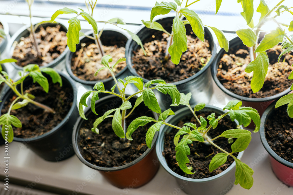 tomato seedlings growing in pots on window sill tomato seedlings growing in pots on window sill