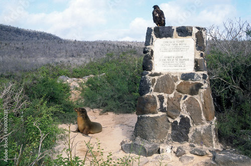 Buse des Galapagos,.Buteo galapagoensis, Galapagos Hawk, Archipel des Galapagos