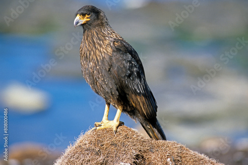 Caracara austral, Caracara de Forster,.Phalcoboenus australis, Striated Caracara, Johnny Rook, Iles Falkland, Malouines