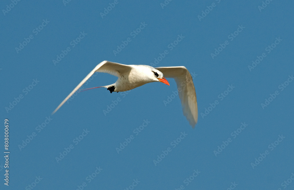 Phaéton à brins rouges,.Phaethon rubricauda, Red tailed Tropicbird Phaéton à brins rouges,.Phaethon rubricauda, Red tailed Tropicbird