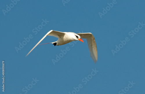 Phaéton à brins rouges,.Phaethon rubricauda, Red tailed Tropicbird