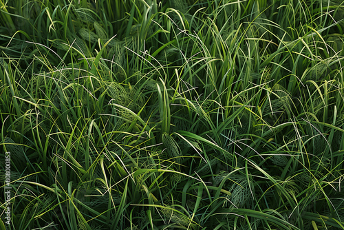Green grass texture, lush ground covering, blades of grass