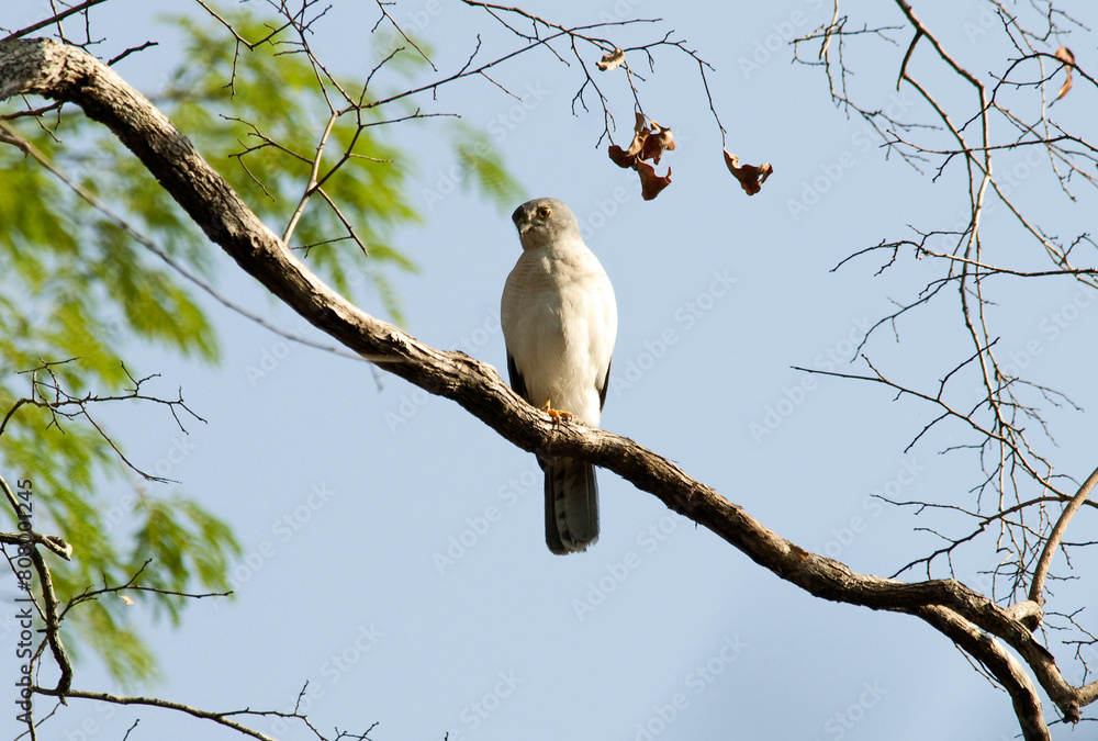Faucon de Newton, Crécerelle malgache,.Falco newtoni , Malagascar