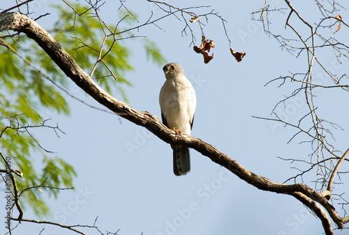 Faucon de Newton, Crécerelle malgache,.Falco newtoni , Malagascar © JAG IMAGES