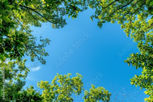 Clear Blue Sky over Lush Green Treetop Canopy