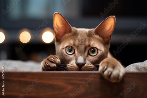 Lifestyle portrait photography of a cute burmese cat licking a paw in cozy living room background