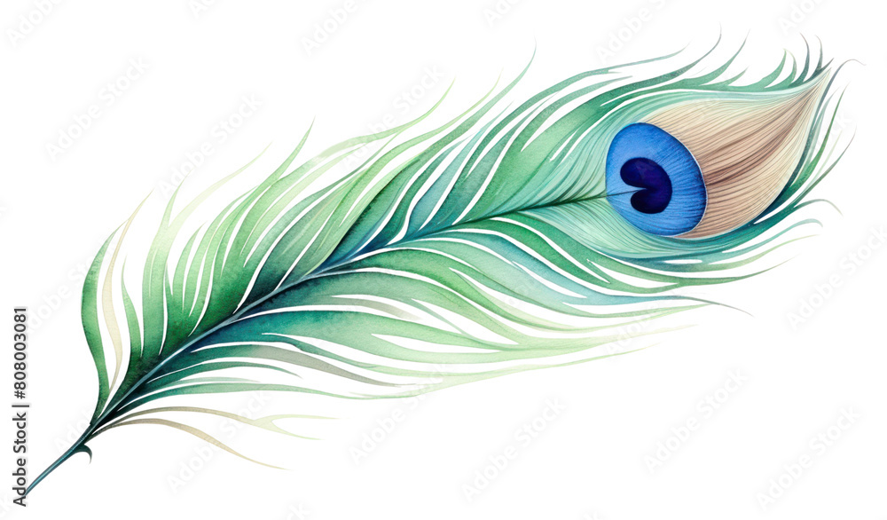 PNG Peacock feather pattern drawing. PNG Peacock feather pattern drawing.