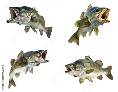 Collection of Large mouth fish bass jumping isolated on white background, png