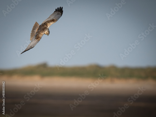 Marsh Harrier Hunting Over Grassland in the Sun