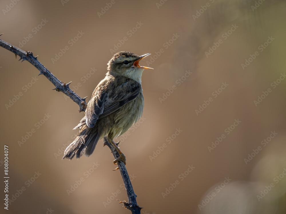 Fotografie Sedge Warbler Signing Perched on a Branch
