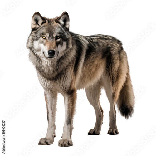 Full body shot of a Gray Wolf, wildlife animal, isolated on white background