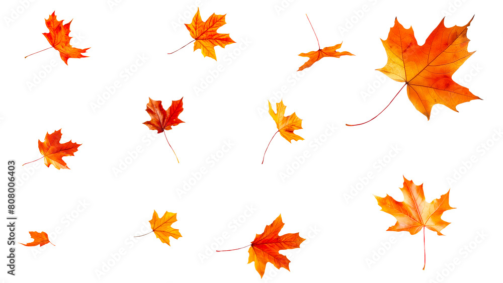 Maple leaves fall on a transparent background. Maple leaves fall on a transparent background.