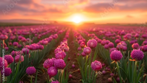 Captivating sunrise view of a flourishing organic onion farm. Concept Farm Life  Organic Agriculture  Sunrise Views  Onion Farm  Nature s Beauty