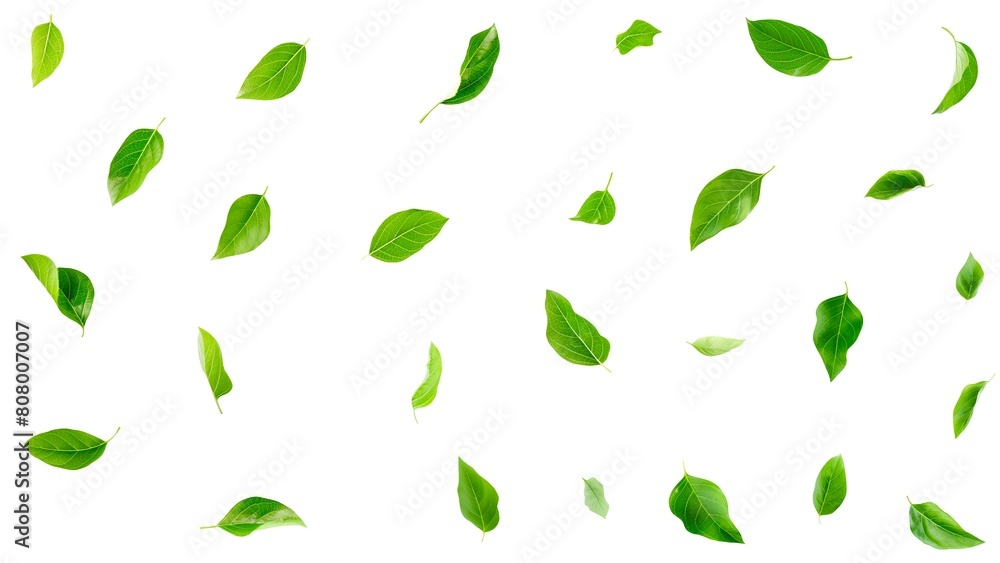 Green leaves fall on a transparent background. Green leaves fall on a transparent background.