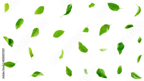 Green leaves fall on a transparent background.