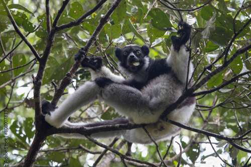 indri lemur on a tree in mantadia national park in madagascar