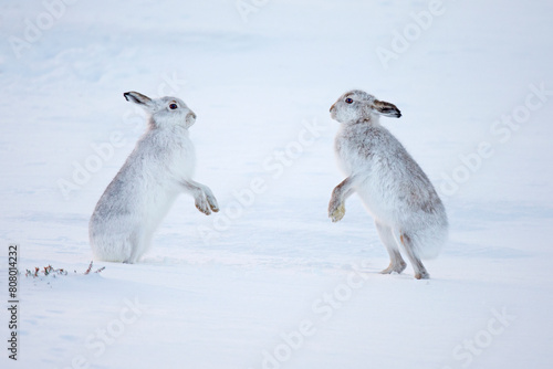 Mountain hare (Lepus timidus) boxing in winter, Scotland, UK. December.  photo