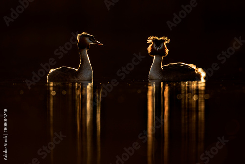 Great crested grebe (Podiceps cristatus) pair in courtship, silhouetted on lake, Cardiff, UK.  photo