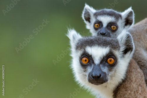 Ringtail lemur (Lemur catta) mother and baby in portrait, Madagascar, Africa.  photo