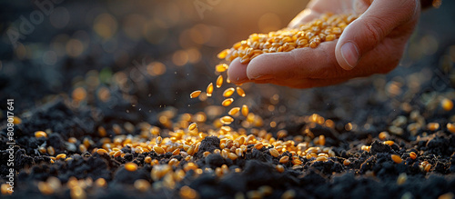 A hand sows wheat into the ground. The photo can be used to illustrate the gospel parables photo