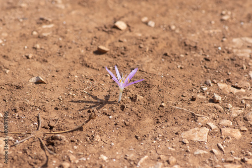 Colchicum parlatoris small wild flowering autumnal flowers endemic on Zakynthos Greece island, purple pink flowering plant