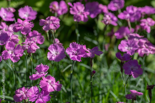 Dianthus caryophyllus carnation clove pink light violet flowers in bloom, cultivated flowering plants in summer photo