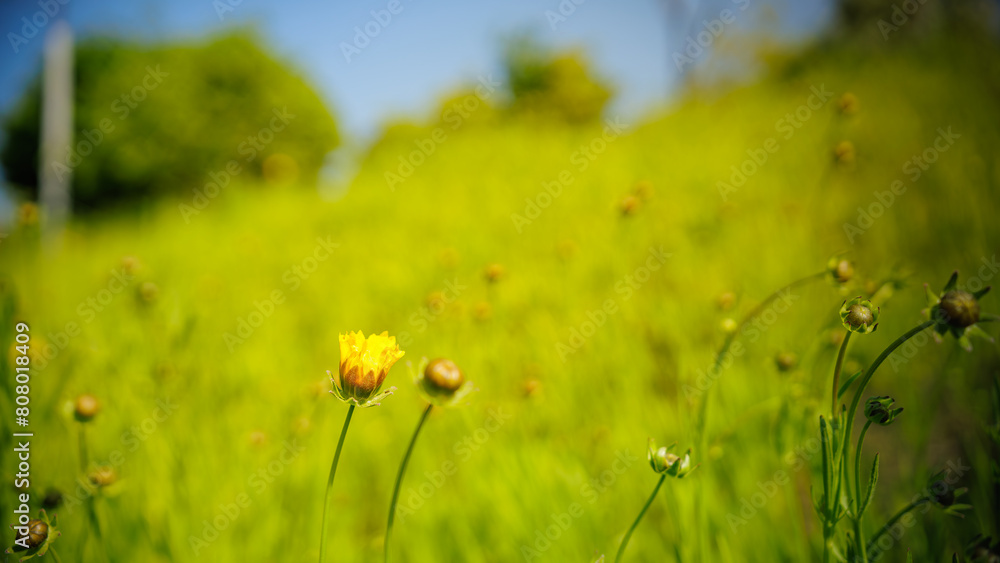 Obraz premium A yellow flower bud (Lance-leaved coreopsis, lanceolata or basalis) is blooming on green unfocused background