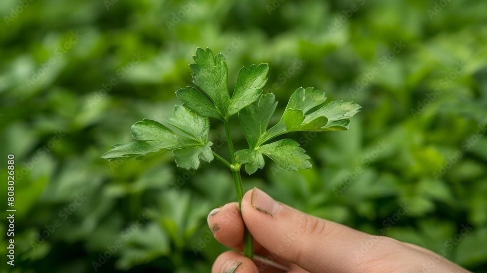 A hand holding a small green plant in front of some plants, AI A hand holding a small green plant in front of some plants, AI
