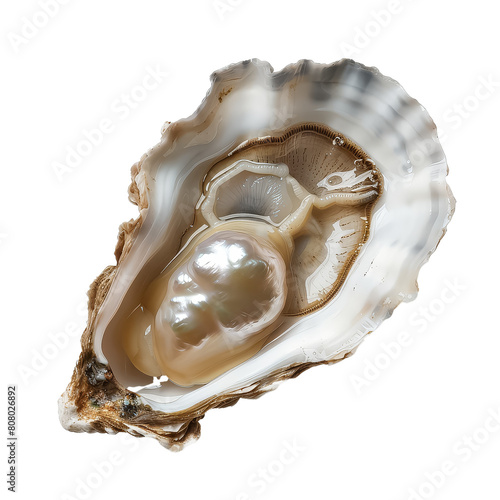 A pearl is sitting inside of an oyster shell