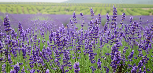 field of lavender