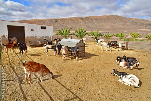 Fuerteventura, Canary Islands - march 15 2024 : Finca de Torres photo