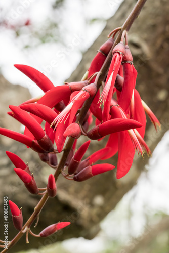 Beautiful Coral Bean Tree (erythrina corallodendron) flowers. photo