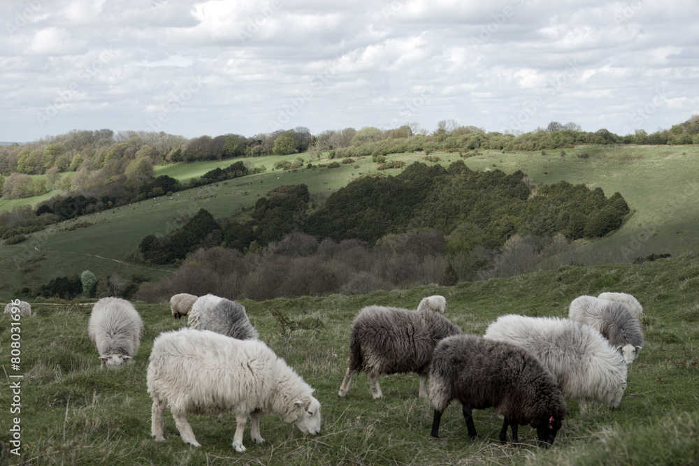 Herdwick sheep on Old Winchester Hill Hampshire England Herdwick sheep on Old Winchester Hill Hampshire England